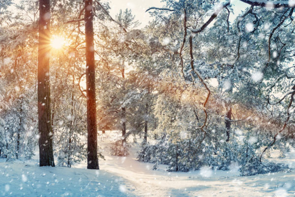 winter landscape of snow-covered trees during sunrise
