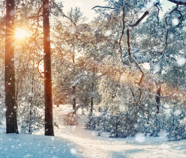 winter landscape of snow-covered trees during sunrise