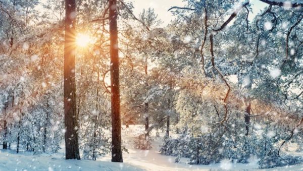 winter landscape of trees during sunrise